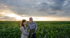 Farmer and professional woman stand in crop field looking at a laptop computer at sunset. 